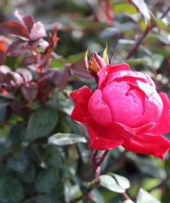 Fast Growing Trees Roses Double Knock Out® Rose