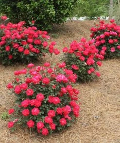 Fast Growing Trees Roses Double Knock Out® Rose