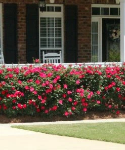 Fast Growing Trees Roses Double Knock Out® Rose