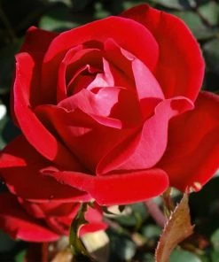 Fast Growing Trees Roses Double Knock Out® Rose
