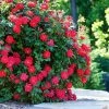 Fast Growing Trees Roses Double Knock Out® Rose