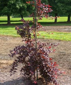 Fast Growing Trees Purple Plunge Weeping Plum Tree