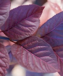 Fast Growing Trees Purple Plunge Weeping Plum Tree
