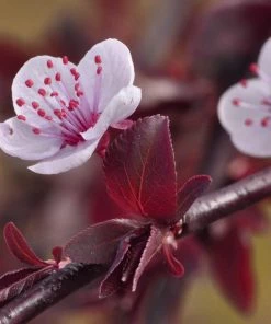 Fast Growing Trees Purple Plunge Weeping Plum Tree