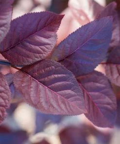 Fast Growing Trees Purple Plunge Weeping Plum Tree
