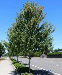 Fast Growing Trees Redpointe® Maple Maple Trees