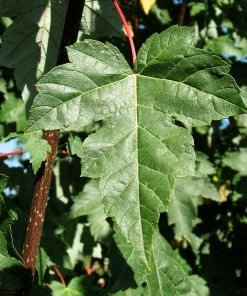 Fast Growing Trees Redpointe® Maple Maple Trees