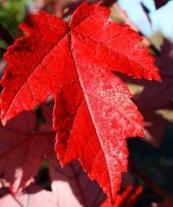 Fast Growing Trees Redpointe® Maple Maple Trees