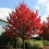 Fast Growing Trees Redpointe® Maple Maple Trees