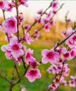 Fast Growing Trees Peach Trees Redskin Peach Tree