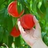 Fast Growing Trees Peach Trees Redskin Peach Tree 2 Fast Growing Trees Peach Trees Redskin Peach Tree