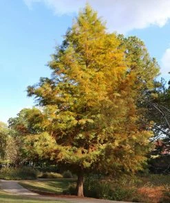 Fast Growing Trees Dawn Redwood Tree Plants For Wet Areas