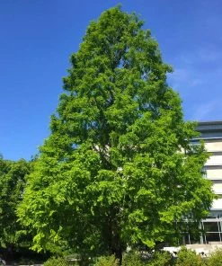 Fast Growing Trees Dawn Redwood Tree Plants For Wet Areas