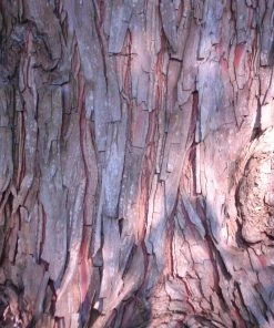 Fast Growing Trees Dawn Redwood Tree Plants For Wet Areas