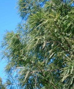 Fast Growing Trees Dawn Redwood Tree Plants For Wet Areas