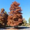 Fast Growing Trees Dawn Redwood Tree Plants For Wet Areas 2 Fast Growing Trees Dawn Redwood Tree Plants For Wet Areas