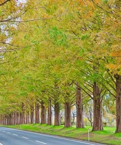 Fast Growing Trees Dawn Redwood Tree Plants For Wet Areas