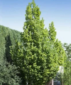 Fast Growing Trees Regal Prince Oak Tree