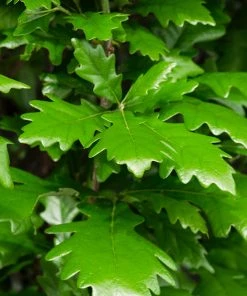 Fast Growing Trees Regal Prince Oak Tree