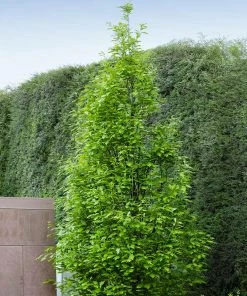 Fast Growing Trees Regal Prince Oak Tree