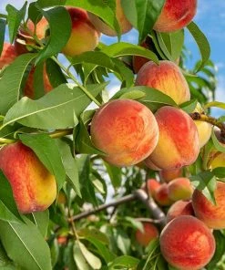 Fast Growing Trees Peach Trees Reliance Peach Tree