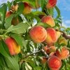 Fast Growing Trees Reliance Peach Tree 1 Fast Growing Trees Reliance Peach Tree