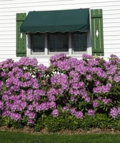 Fast Growing Trees Rhododendrons Lavender Rhododendron Shrub