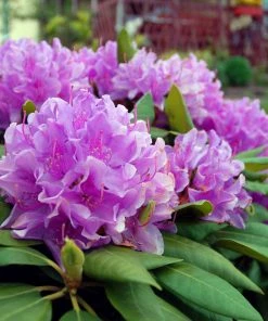 Fast Growing Trees Rhododendrons Lavender Rhododendron Shrub
