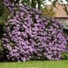Fast Growing Trees Rhododendrons Lavender Rhododendron Shrub