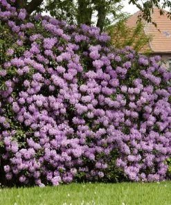 Fast Growing Trees Rhododendrons Lavender Rhododendron Shrub