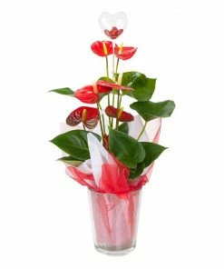 Fast Growing Trees Gift Plants Red Anthurium Plant