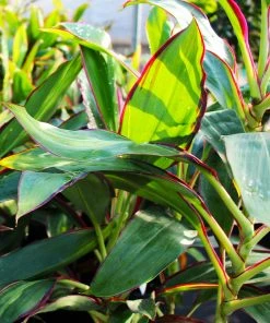 Fast Growing Trees Hawaiian Ti Plant 'Rising Sun' See All Shrubs & Hedges 12 Fast Growing Trees Hawaiian Ti Plant 'Rising Sun' See All Shrubs & Hedges