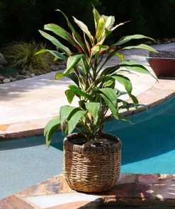 Fast Growing Trees Hawaiian Ti Plant 'Rising Sun' See All Shrubs & Hedges 14 Fast Growing Trees Hawaiian Ti Plant 'Rising Sun' See All Shrubs & Hedges