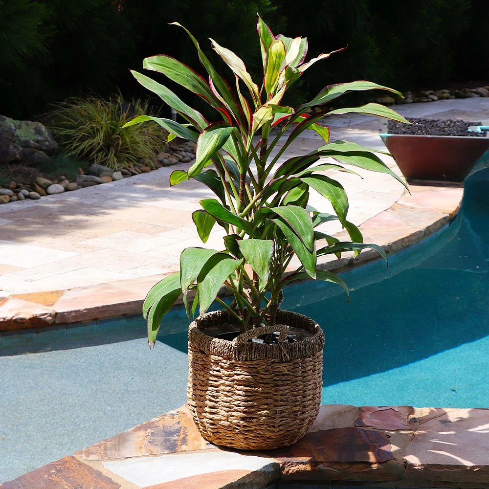 Fast Growing Trees Hawaiian Ti Plant 'Rising Sun' See All Shrubs & Hedges 7 Fast Growing Trees Hawaiian Ti Plant 'Rising Sun' See All Shrubs & Hedges