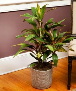 Fast Growing Trees Hawaiian Ti Plant 'Rising Sun' See All Shrubs & Hedges