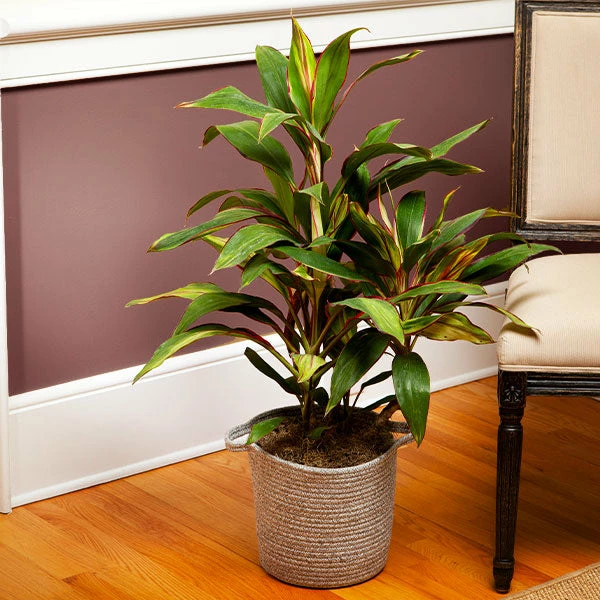 Fast Growing Trees Hawaiian Ti Plant 'Rising Sun' See All Shrubs & Hedges 3 Fast Growing Trees Hawaiian Ti Plant 'Rising Sun' See All Shrubs & Hedges