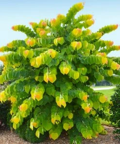 Fast Growing Trees Redbud Trees The Rising Sun™ Eastern Redbud Tree