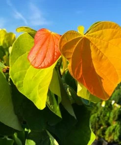 Fast Growing Trees Redbud Trees The Rising Sun™ Eastern Redbud Tree