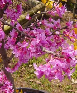 Fast Growing Trees Redbud Trees The Rising Sun™ Eastern Redbud Tree