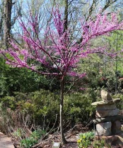 Fast Growing Trees Redbud Trees The Rising Sun™ Eastern Redbud Tree