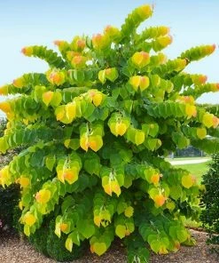 Fast Growing Trees Redbud Trees The Rising Sun™ Eastern Redbud Tree