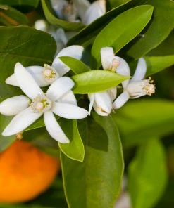 Fast Growing Trees Robertson Navel Orange