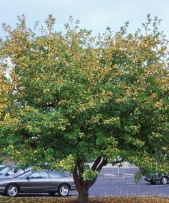 Fast Growing Trees Robinson Crabapple Tree 9 Fast Growing Trees Robinson Crabapple Tree