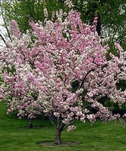Fast Growing Trees Robinson Crabapple Tree 11 Fast Growing Trees Robinson Crabapple Tree