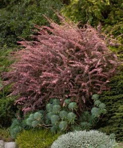 Fast Growing Trees Rose Glow Barberry Shrub