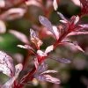 Fast Growing Trees Rose Glow Barberry Shrub