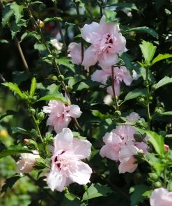 Fast Growing Trees See All Flowering Trees Pink Rose Of Sharon Althea Tree