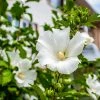 Fast Growing Trees White Rose Of Sharon Althea Tree White Flowers 1 Fast Growing Trees White Rose Of Sharon Althea Tree White Flowers