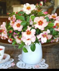 Fast Growing Trees Rose Trees Raspberry Kiss™ Rose Tree