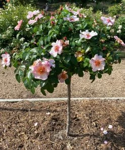 Fast Growing Trees Rose Trees Raspberry Kiss™ Rose Tree